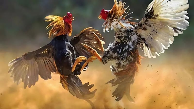 Hướng dẫn chơi đá gà R88 tại Kingfun đầy đủ và chi tiết nhất 13 Hướng dẫn chơi đá gà R88 tại Kingfun tính tiền và trả thưởng